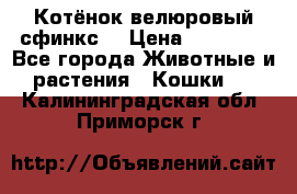 Котёнок велюровый сфинкс. › Цена ­ 15 000 - Все города Животные и растения » Кошки   . Калининградская обл.,Приморск г.